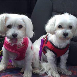 Meet your Posher, Barbara